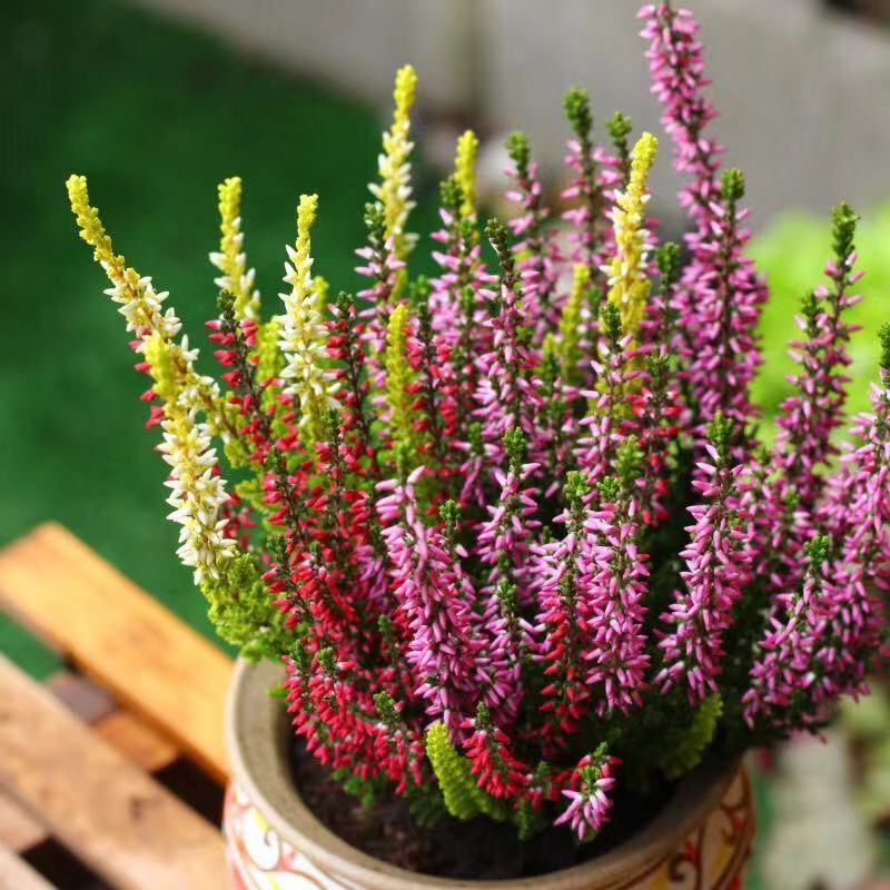 刷屏级花草，我也就拿着手机看了一下午而已！