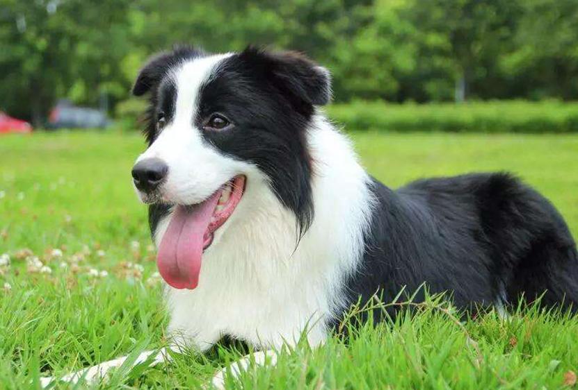 边牧幼犬吃什么狗粮比较好,边牧吃什么狗粮比较好幼犬