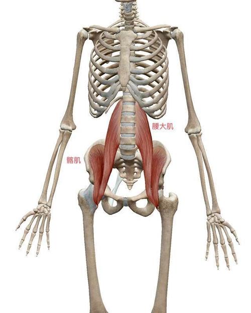 髋关节灵活度差深蹲蹲不下去,髋关节导致蹲不下去