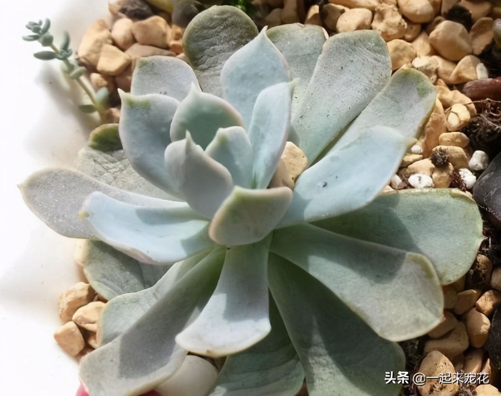 晚霞多肉叶片打蔫,火狐狸多肉叶片不打蔫