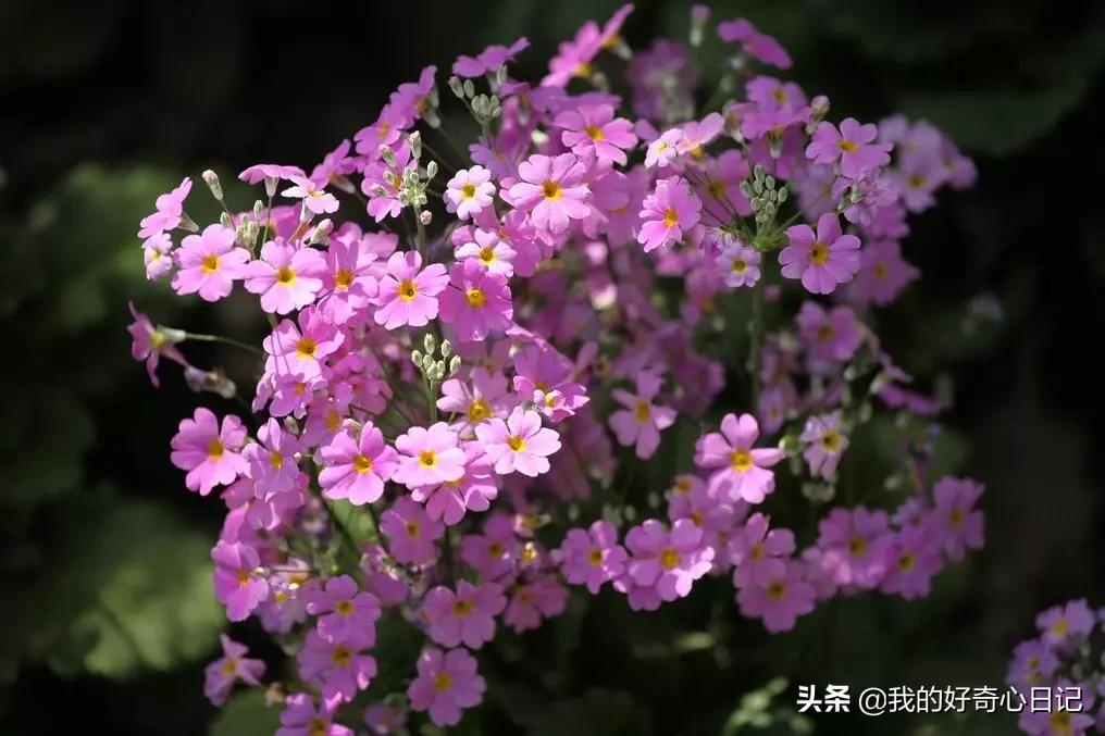 樱花草报春花,报春花樱花草