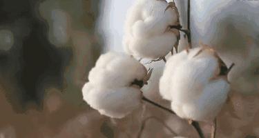 袜元素国家专利防臭袜,解密神奇抗菌防臭袜真正不臭脚