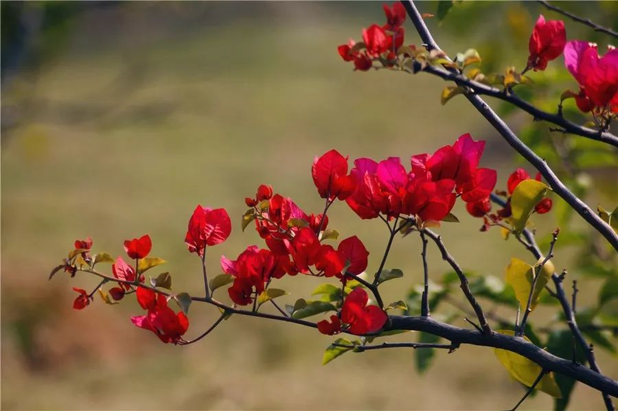 三角梅长蚜虫用哪种吡虫啉,三角梅有蚜虫用除虫剂几天喷一次