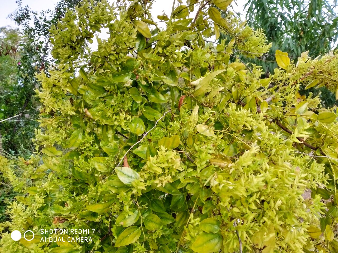 枣疯病的预防与治疗