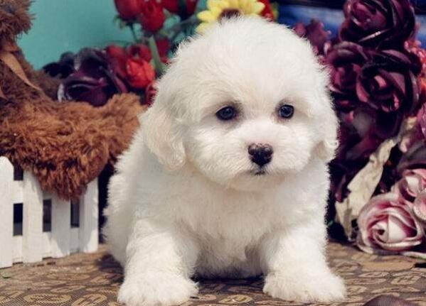 挑选比熊的品相,挑选比熊看牙齿