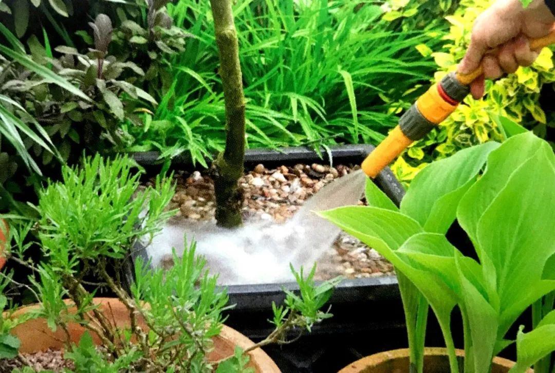 植物出现倒伏,怎样防止植物倒伏