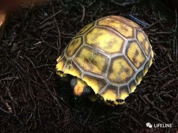 红腿陆龟拉稀怎么办,红腿陆龟雄性与雌性的区别