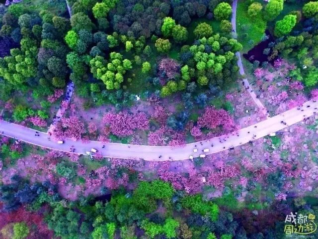 半个月后成都即将美翻全国，17处美景玩转整个春天！