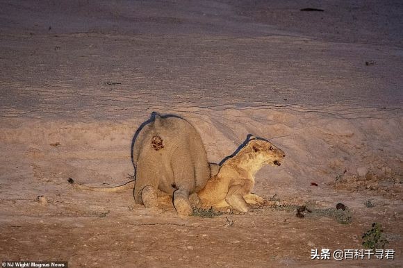 王者也会栽跟头——盘点在野生环境中杀死过成年老虎狮子的动物