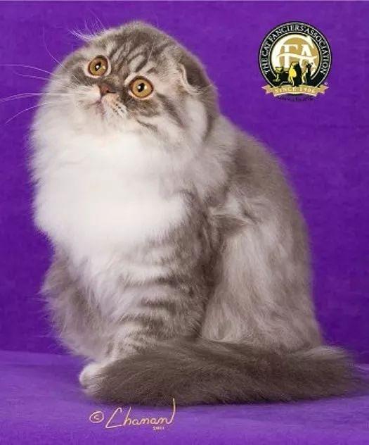 cfa国际名猫展,cfa认可猫的品种