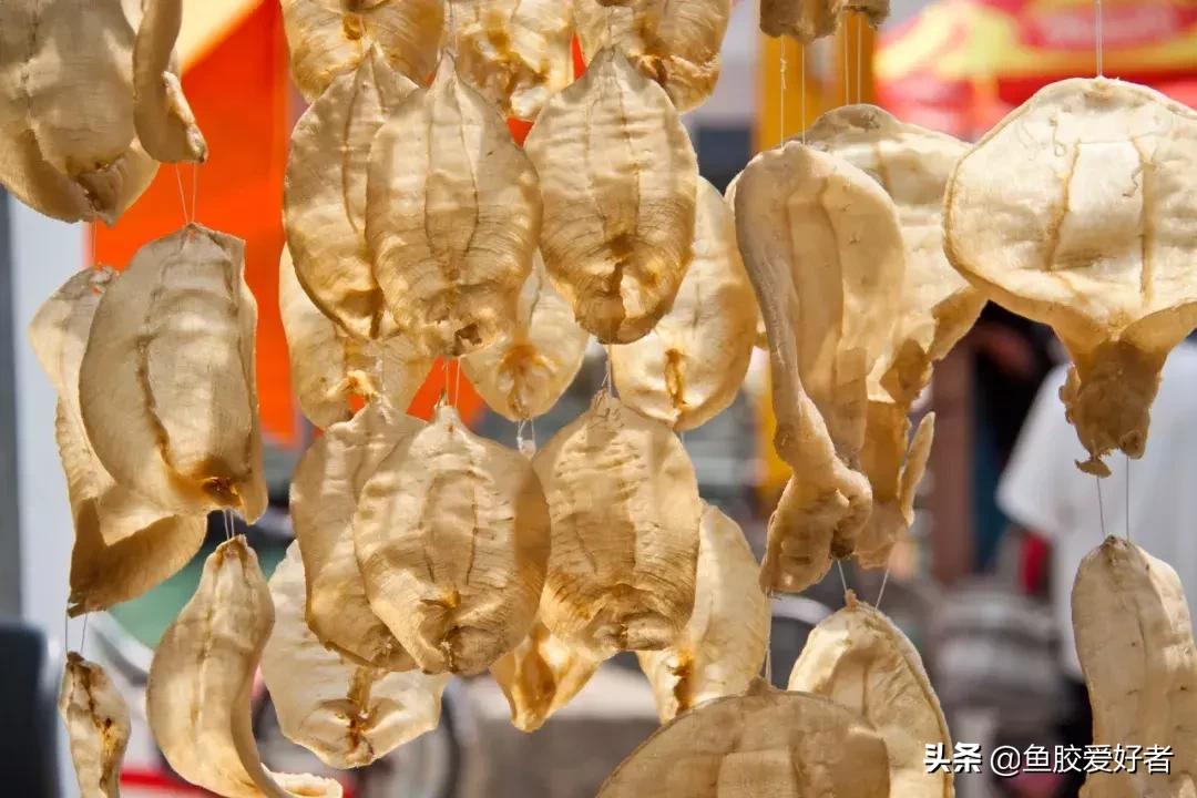 花胶最高级的做法,花胶选法