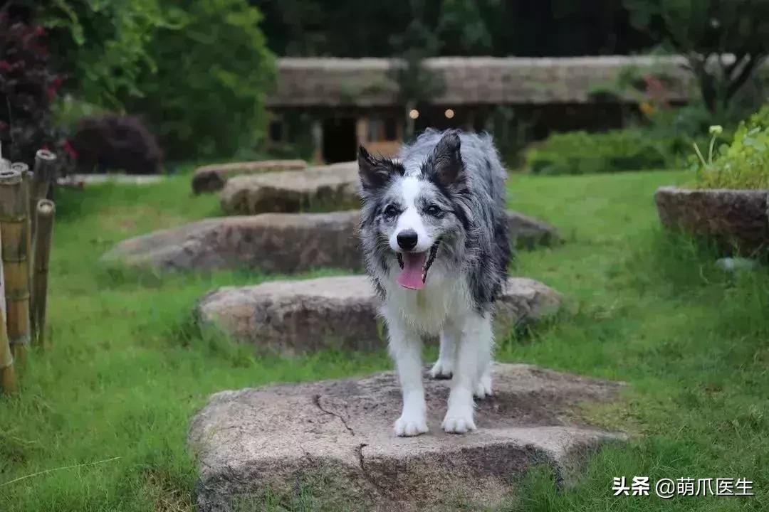 带宠物住宿酒店,带宠旅行酒店