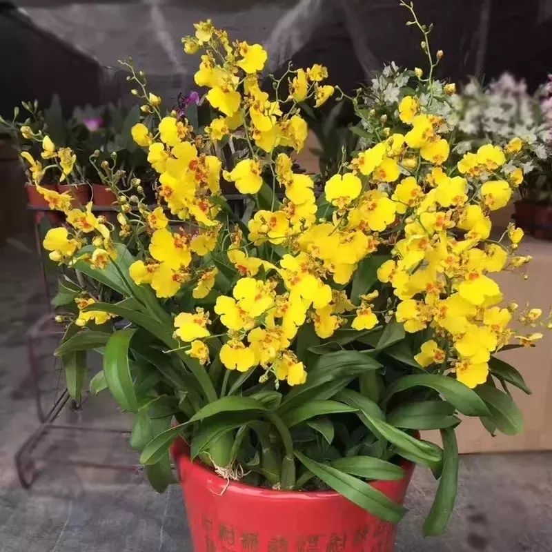 吉祥兰品种大全,六种吉祥兰花