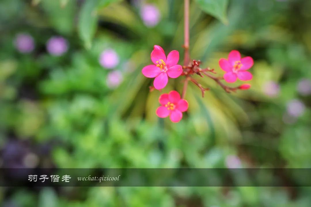 茂名最浪漫海岸在哪里,茂名浪漫海岸夕阳美如画