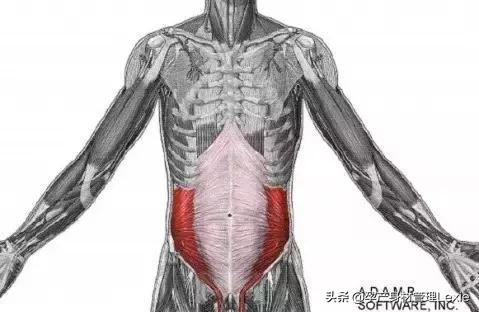 产后腹直肌分离怎么瘦肚子,产后腹直肌分离肚子松松垮垮