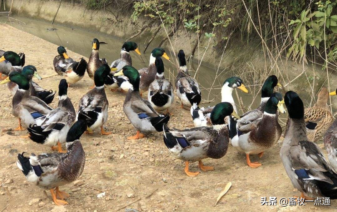 母鸡和母鸭的输精方法的区别,母鸭输精的正确方法