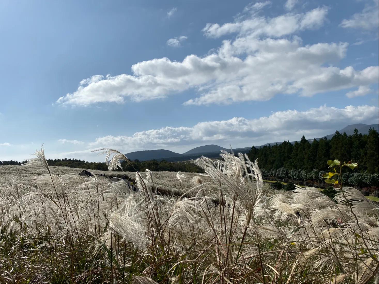 济州岛深度自由行攻略,畅游济州岛蓝牌子在哪
