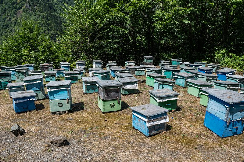 蜜蜂养殖技术蜂群检查的准备工作,蜜蜂养殖知识建立蜂场的最佳方法