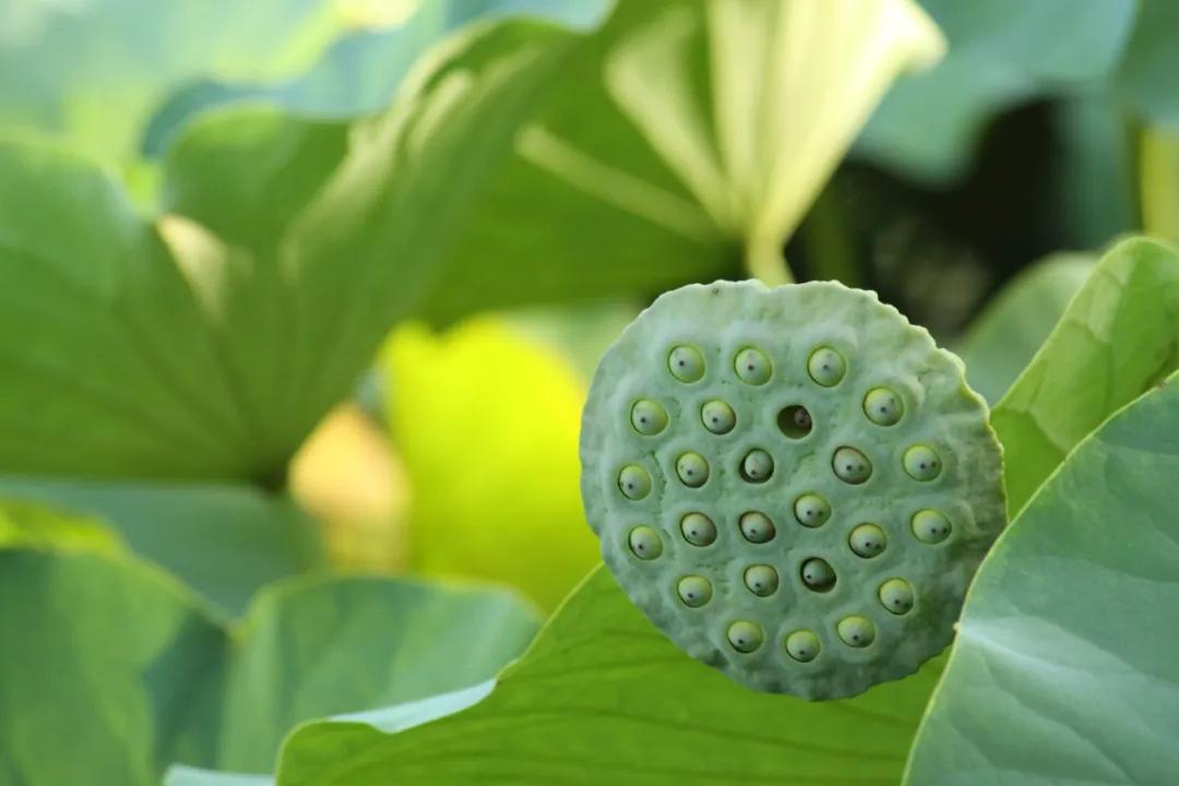 中药材莲子心,中药材莲子的用量