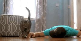 猫和主子玩装死游戏,在猫面前装死猫的反应