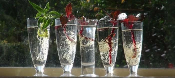 凤仙花的修剪方法和技巧,朋友家的凤仙花