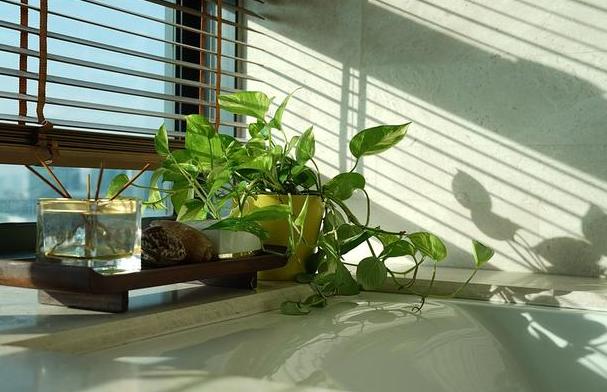水培绿萝烂根叶子变黄怎么拯救,水培绿萝烂根黄叶家庭小妙招