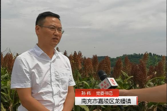 红了!红了!这些天的南充市嘉陵区龙蟠镇真的是“红遍天”了