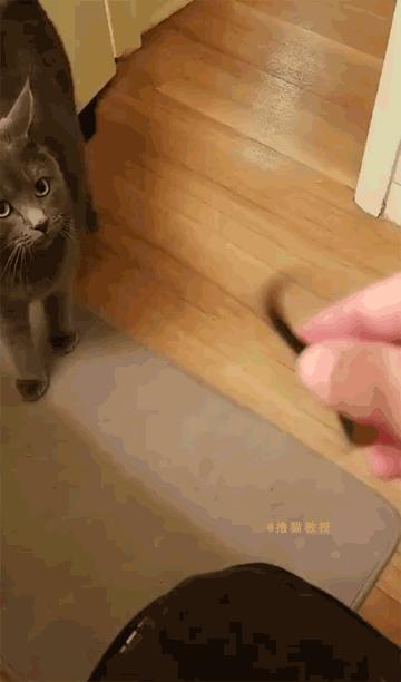 猫咪能明白人在哭吗,猫咪长大了一点为什么还总是叫