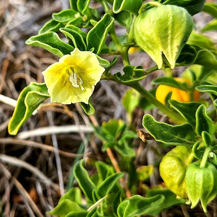 生物相册：姑娘还是菇茑？这水果，世界各地有39种
