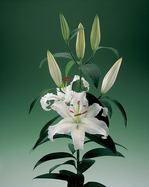 威廉·布莱克：一沙一世界，一花一天堂