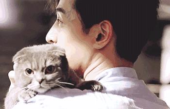 盘点养猫迷惑行为,养猫指南中的迷惑行为