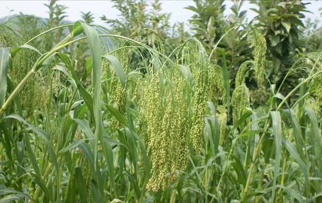 五谷丰登的五谷是指哪五谷怎么读,五谷丰登里面的五谷都是什么