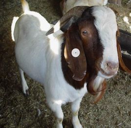 山羊咳嗽是怎么回事,波尔山羊反复发烧咳嗽