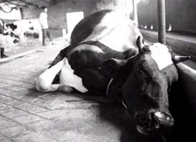 养牛户注意了，一朵美丽的花有可能就会导致牛中毒，教你咋解毒