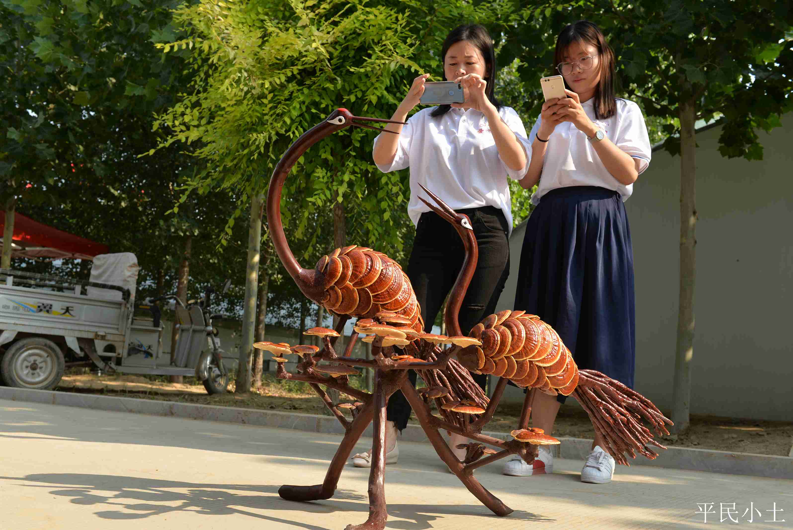 山东聊城灵芝盆景 (山东聊城盆景灵芝)