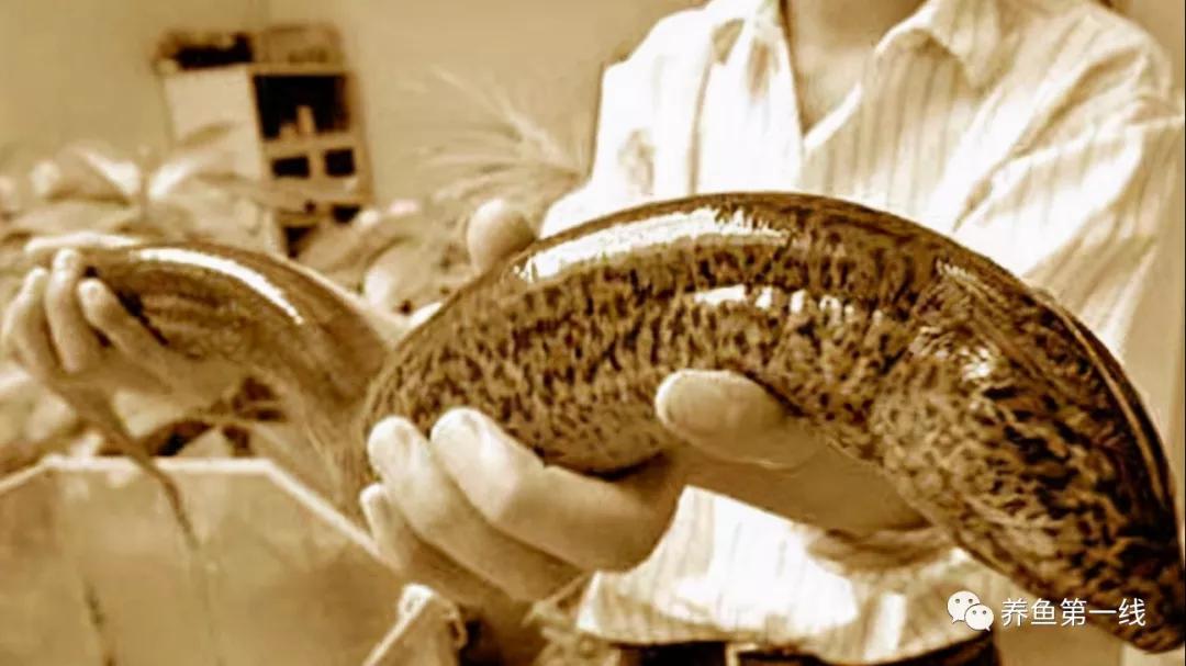 土鳝鱼和缅甸鳝鱼的区别,中国本土鳝鱼区别