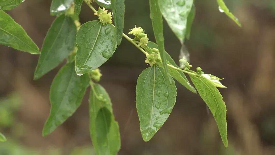 马志丹追忆黄永玉,马志丹纪录片分析