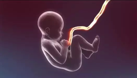 自存脐带血的价值不应被盲目否定 (科学认识自存脐带血)