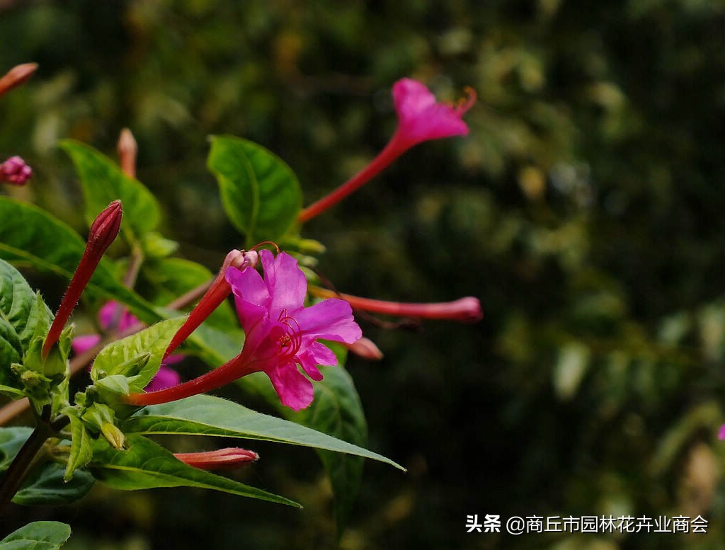 养花须谨慎,养花避免有虫