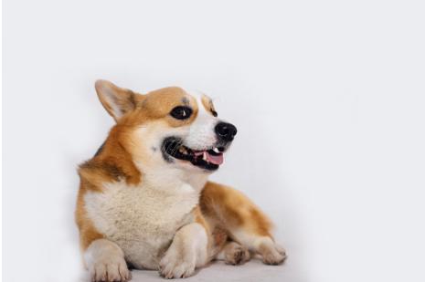 柯基的优点和缺点,柯基狗有什么优点吗