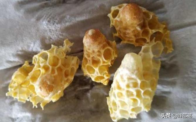 蜂群不产雄蜂起王台是什么情况,失王群工蜂争相产卵为何介入蜂王