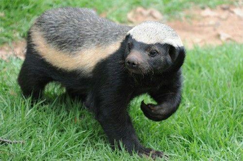 动物界的平头哥是怎么火的,平头哥动物界的扛把子