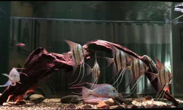 普通鱼缸如何培养硝化细菌,如何对鱼进行小规模培养