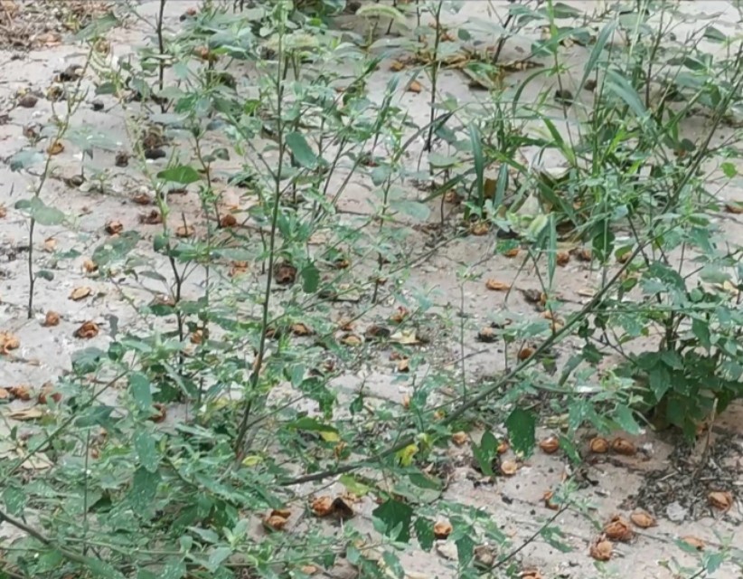 接婆婆妈和公公爸一起过端午节,端午节带女儿回家陪婆婆他们过节