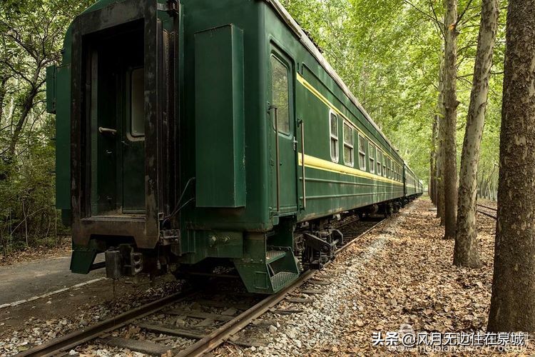 济南的法国梧桐,济南梧桐树美景