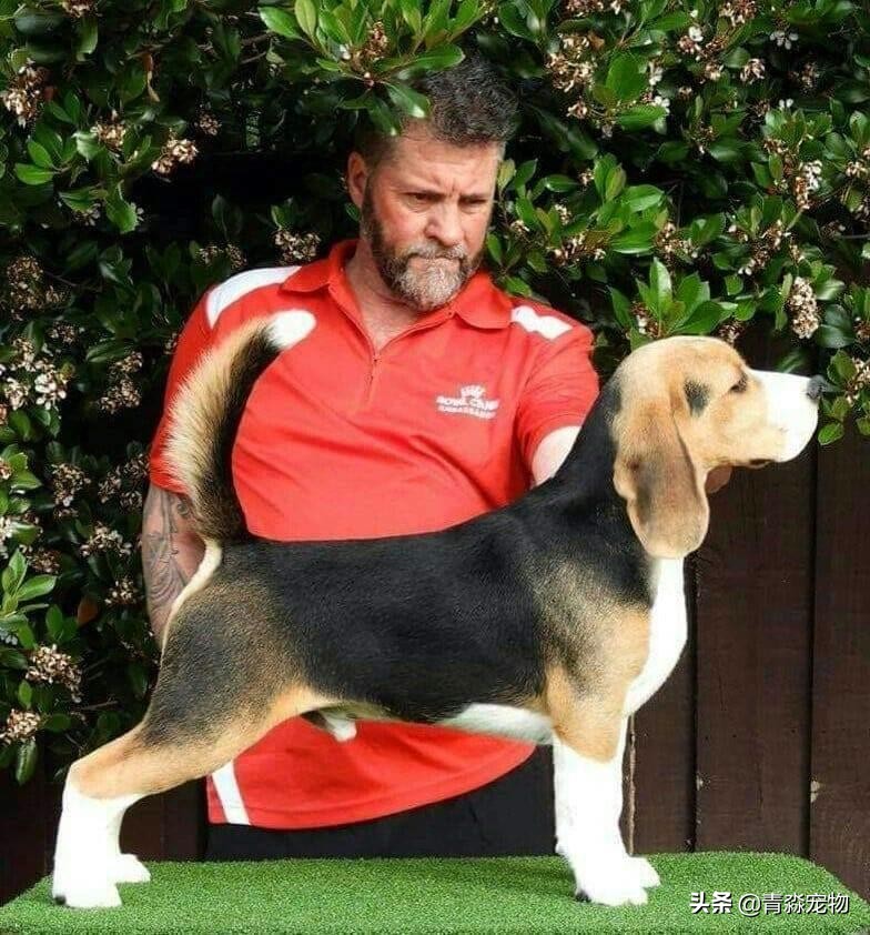 狗狗吃撑了呕吐拉稀怎么办,狗狗感冒了呕吐喂什么药好