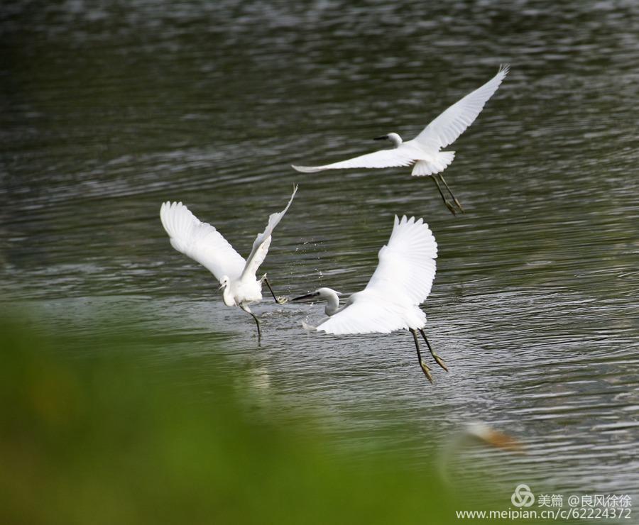 乡土田野的散文,乡土散文遥望麦田