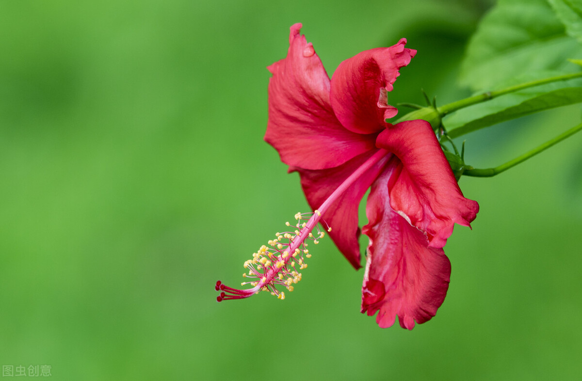 扶桑如何才能养好,扶桑为什么不能在家里养