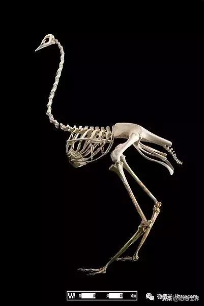 鸟类的产热结构,鸟类的结构特点有哪些