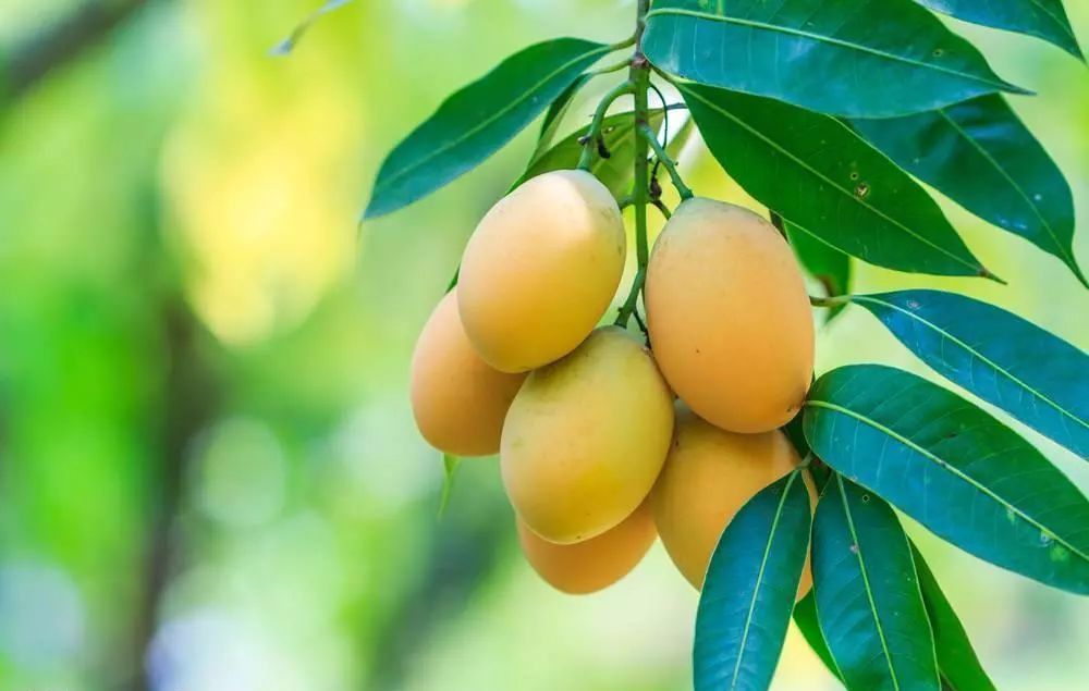 100种常见观叶植物图鉴史上最全,农村常见的100种植物